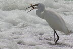 Perciformes (Percomorphes ou Acanthoptes)